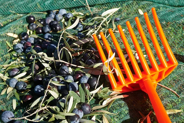 Právě sklizené olivy — Stock fotografie