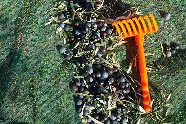 Olive appena raccolte — Foto Stock