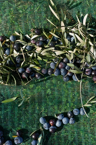 Právě sklizené olivy — Stock fotografie