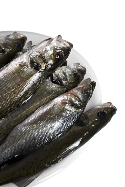 Färsk fisk, havsabborre — Stockfoto