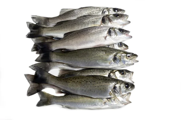 Frischer Fisch, Wolfsbarsch — Stockfoto