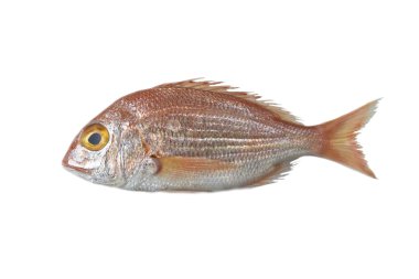 taze balık, red snapper