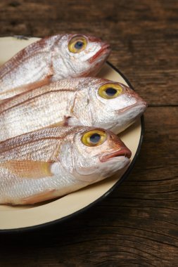 taze balık, red snapper