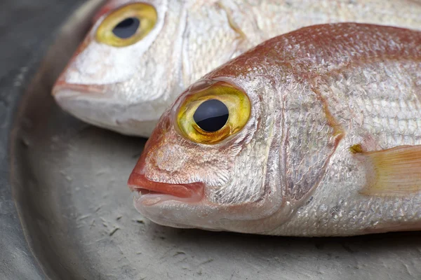 Pescado fresco, pargo rojo — Foto de Stock