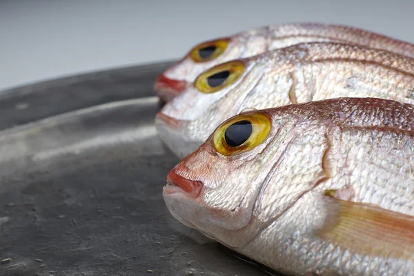 Peixe fresco, raspador vermelho — Fotografia de Stock