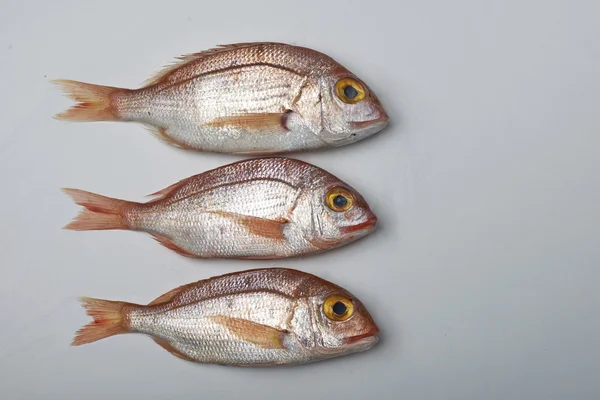 Świeże ryby, Lucjan — Zdjęcie stockowe