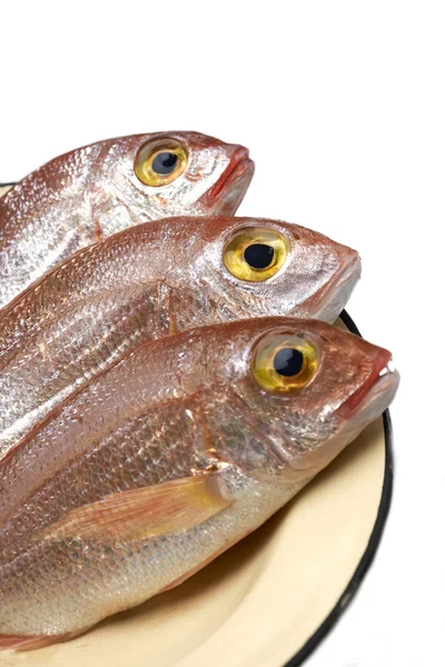 Färsk fisk, röd snapper — Stockfoto
