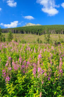 krywan dağ altında temizlenmesi.