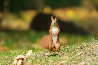 ayakta Kızıl sincap.