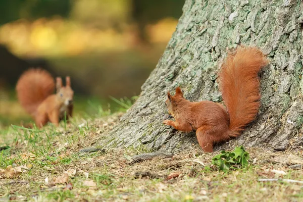 Dois esquilos vermelhos . Fotografia De Stock