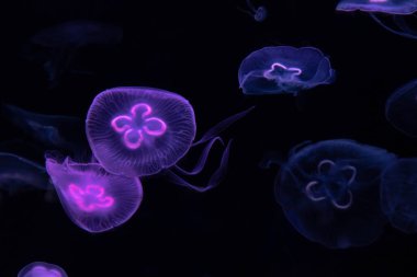 Deniz tuzlu su akvaryumundaki sade denizanası okyanus yaşamı, metin için yeri olan renkli fotoğrafçılık. 