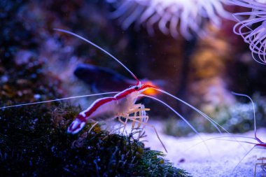 Pasifik temizleyici karides Lysmata Amboinensis doğa deniz okyanus yaşam ekoloji