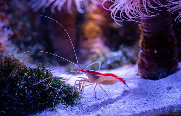 Pacific Cleaner Shrimp Lysmata Amboinensis Nature Sea Ocean Life Ecology — Stock Photo, Image
