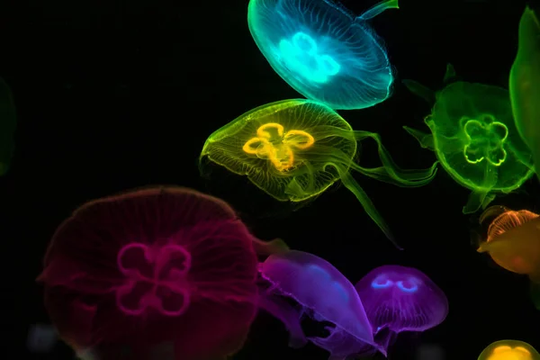 Deniz tuzlu su akvaryumundaki sade denizanası okyanus yaşamı, metin için yeri olan renkli fotoğrafçılık. 