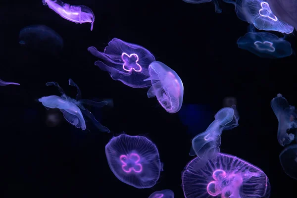 Niedrige Quallen Meersalzwasser Aquarium Meereslebewesen Farbfotografie Mit Platz Für Text Stockbild