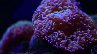 Deniz mercan resifi akvaryumu, makro doğa, hayvanlar ve deniz yaşamının oldukça güzel anemonilerinin 4K videosunu kapatın.