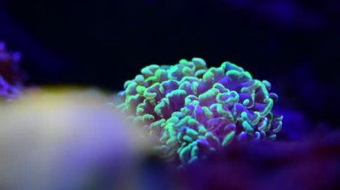 Deniz mercan resifi akvaryumu, makro doğa, hayvanlar ve deniz yaşamının oldukça güzel anemonilerinin 4K videosunu kapatın.