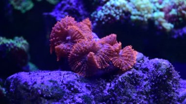 Deniz mercan resifi akvaryumu, makro doğa, hayvanlar ve deniz yaşamının oldukça güzel anemonilerinin 4K videosunu kapatın.