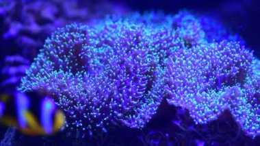 Deniz mercan resifi akvaryumu hareketindeki güzel deniz şakayıkları. 