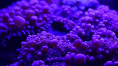 Deniz mercan resifi akvaryumu, makro doğa, hayvanlar ve deniz yaşamının oldukça güzel anemonilerinin 4K videosunu kapatın.