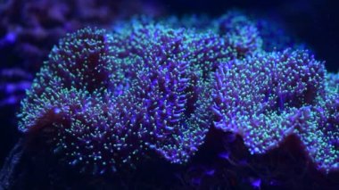 Deniz mercan resifi akvaryumu, makro doğa, hayvanlar ve deniz yaşamının oldukça güzel anemonilerinin 4K videosunu kapatın.