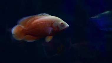 Tatlı su akvaryumunda büyük balık astronotus ocellatus vahşi yaşam 4k video 