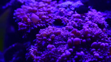 Deniz mercan resifi akvaryumu, makro doğa, hayvanlar ve deniz yaşamının oldukça güzel anemonilerinin 4K videosunu kapatın.