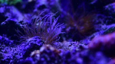 Deniz mercan resifi akvaryumu, makro doğa, hayvanlar ve deniz yaşamının oldukça güzel anemonilerinin 4K videosunu kapatın.