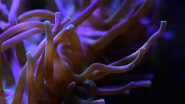 Deniz mercan resifi akvaryumu, makro doğa, hayvanlar ve deniz yaşamının oldukça güzel anemonilerinin 4K videosunu kapatın.