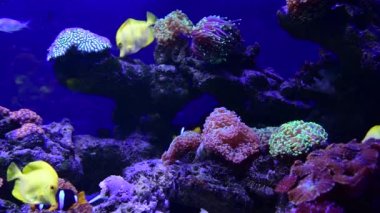 Deniz mercan resifi akvaryumu, makro doğa, hayvanlar ve deniz yaşamının oldukça güzel anemonilerinin 4K videosunu kapatın.