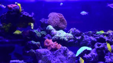 Mercan resif akvaryum balık anemones deniz okyanus suyu 4k video kadar yakın