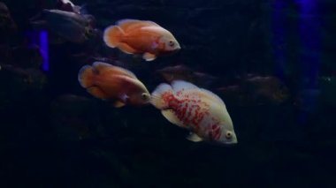 Tatlı su akvaryumunda büyük balık astronotus ocellatus vahşi yaşam 4k video 