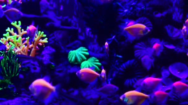 Pěkná Neonová Záře Sladkovodní Nádrži Příroda Voda Barva Malované Akvárium — Stock video