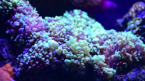 Крупним Планом Відео Досить Гарних Анемонів Акваріумі Морських Коралових Рифів — стокове відео