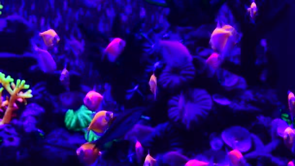 Pěkná Neonová Záře Sladkovodní Nádrži Příroda Voda Barva Malované Akvárium — Stock video