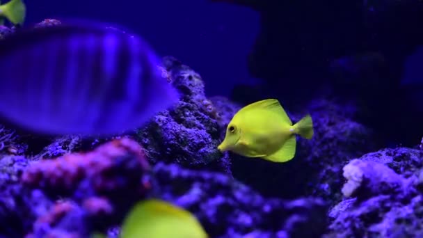 Coral Arrecife Acuario Peces Anémonas Cerca Mar Océano Agua Video — Vídeos de Stock