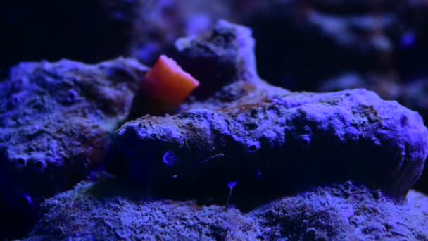 Mooie Anemonen Zee Koraalrif Aquarium Beweging — Stockvideo