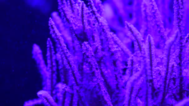 Pěkné Sasanky Mořském Korálovém Útesu Akvárium Pohybu — Stock video