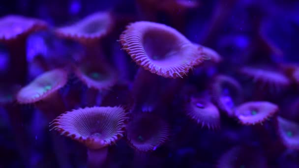 Bonitas Anémonas Movimiento Del Acuario Del Arrecife Coral Marino — Vídeos de Stock