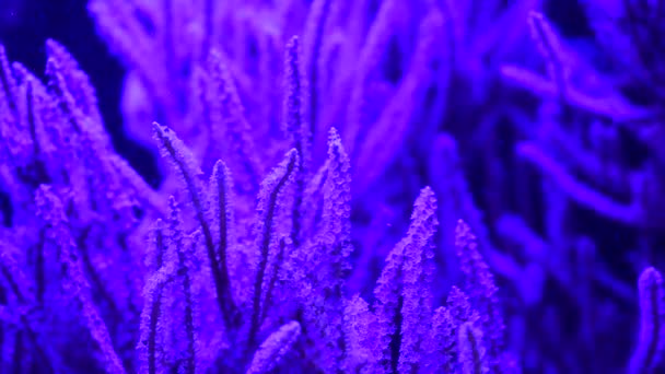 Primer Plano Video Bastante Bonitas Anémonas Acuario Arrecifes Coral Marino — Vídeos de Stock