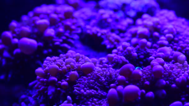 Närbild Video Ganska Fina Anemoner Havet Korallrev Akvarium Makro Natur — Stockvideo
