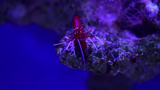 Ειρηνικός Καθαρότερες Γαρίδες Lysmata Amboinensis Φύση Θάλασσα Ωκεάνια Ζωή Οικολογία — Αρχείο Βίντεο