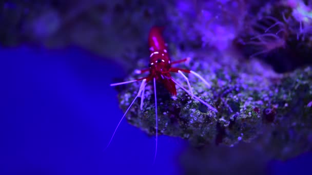 Ειρηνικός Καθαρότερες Γαρίδες Lysmata Amboinensis Φύση Θάλασσα Ωκεάνια Ζωή Οικολογία — Αρχείο Βίντεο