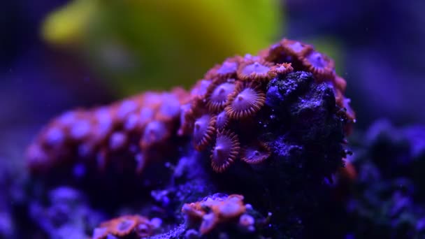 海のサンゴ礁水族館 マクロ自然 動物や海の生活の中でかなり素敵なイソギンチャクの4Kビデオを閉じます — ストック動画