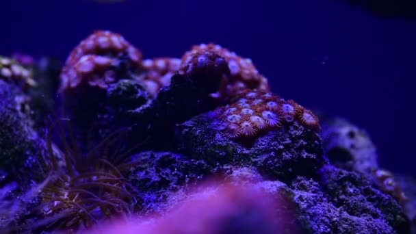 Gros Plan Vidéo Jolies Anémones Dans Aquarium Récifal Corail Mer — Video