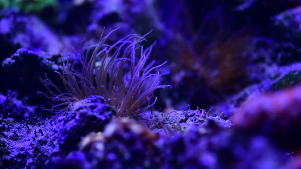 Primer Plano Video Bastante Bonitas Anémonas Acuario Arrecifes Coral Marino — Vídeos de Stock