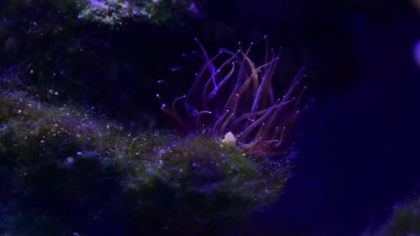 Close Video Docela Pěkné Sasanky Mořském Korálovém Útesu Akvárium Makropříroda — Stock video
