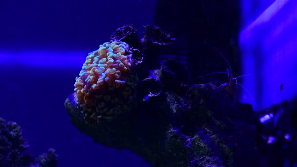 Zamknij Wideo Dość Ładne Anemony Akwarium Rafy Koralowej Morza Makro — Wideo stockowe