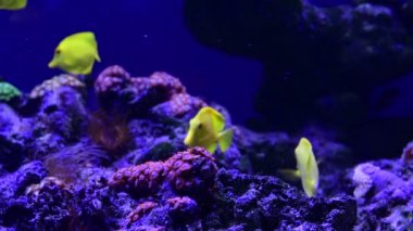Mercan resif akvaryum balık anemones deniz okyanus suyu 4k video kadar yakın