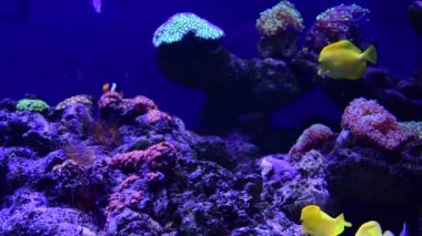 Deniz mercan resifi akvaryumu, makro doğa, hayvanlar ve deniz yaşamının oldukça güzel anemonilerinin 4K videosunu kapatın.